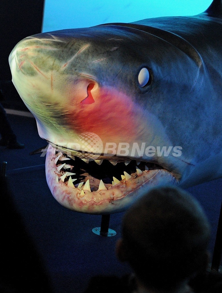 まるで ジョーズ のよう サーファーがサメに襲われる 豪州 写真1枚 国際ニュース Afpbb News