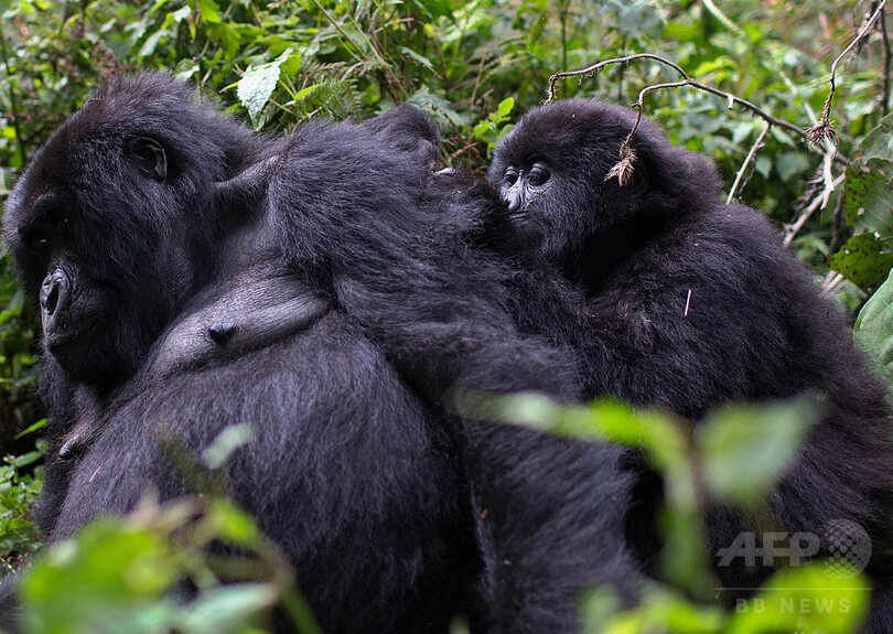 近親交配がマウンテンゴリラの生存に一役 研究 写真1枚 国際ニュース Afpbb News