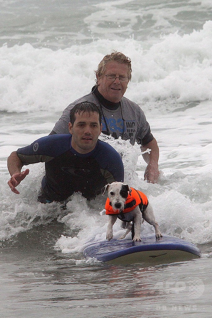 仏南西部で第1回「犬のサーフィン大会」