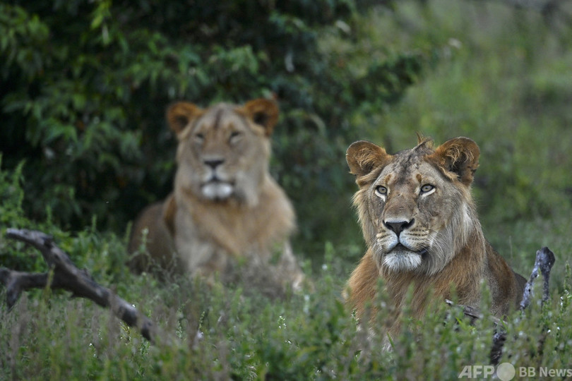 狩猟ツアーの獲物探索の専門家、ライオンに襲われ死亡 南ア
