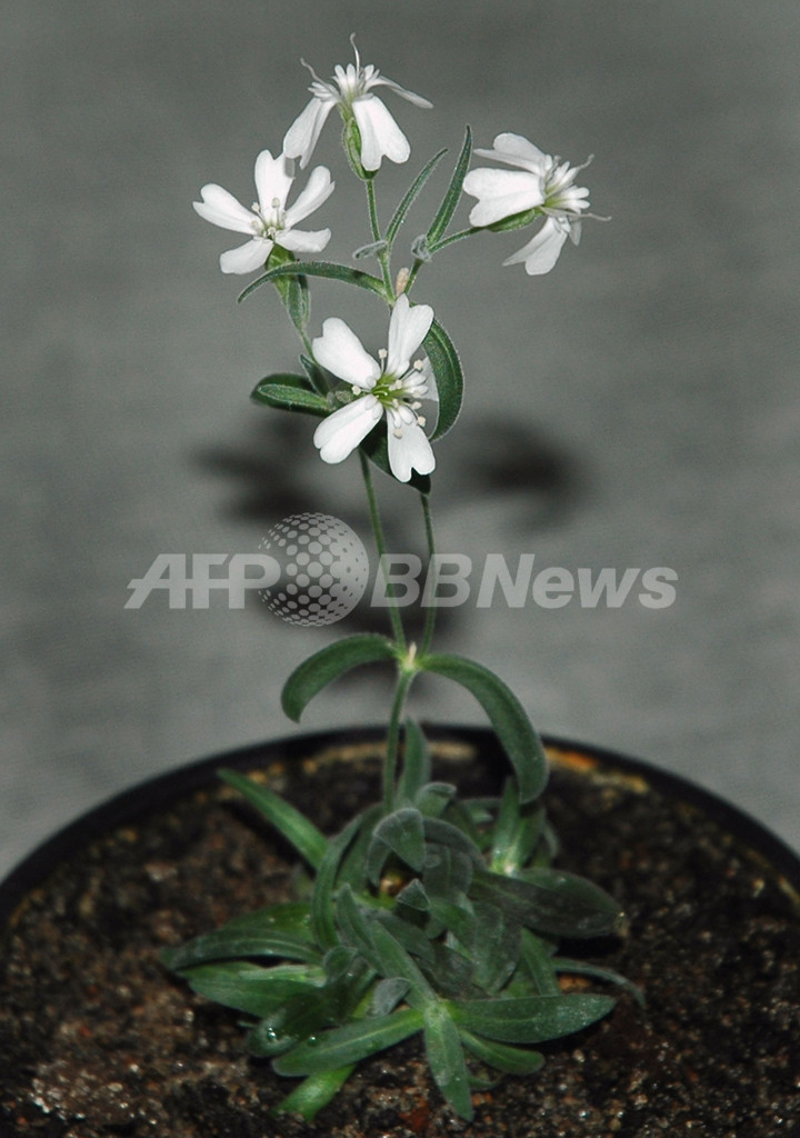 凍土に眠っていた3万年前の花 実からの再生 開花に成功 ロシア 写真1枚 国際ニュース Afpbb News