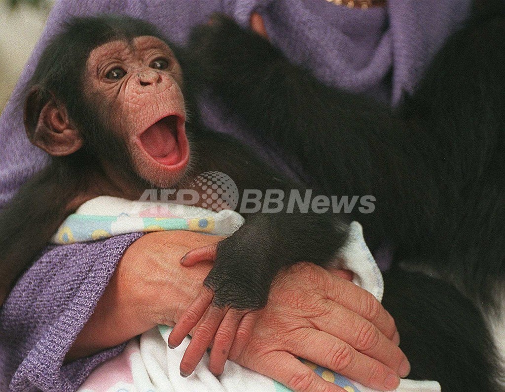 チンパンジーの出産をネット中継 南ア研究所 写真1枚 国際ニュース Afpbb News