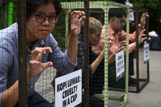 動物愛護団体、「コピルアク」生産に抗議 ジャコウネコに強制給餌 写真