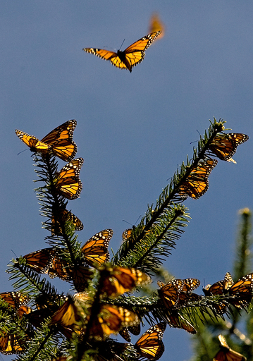 img_c0d065bcc60f1144218bd3ab0f