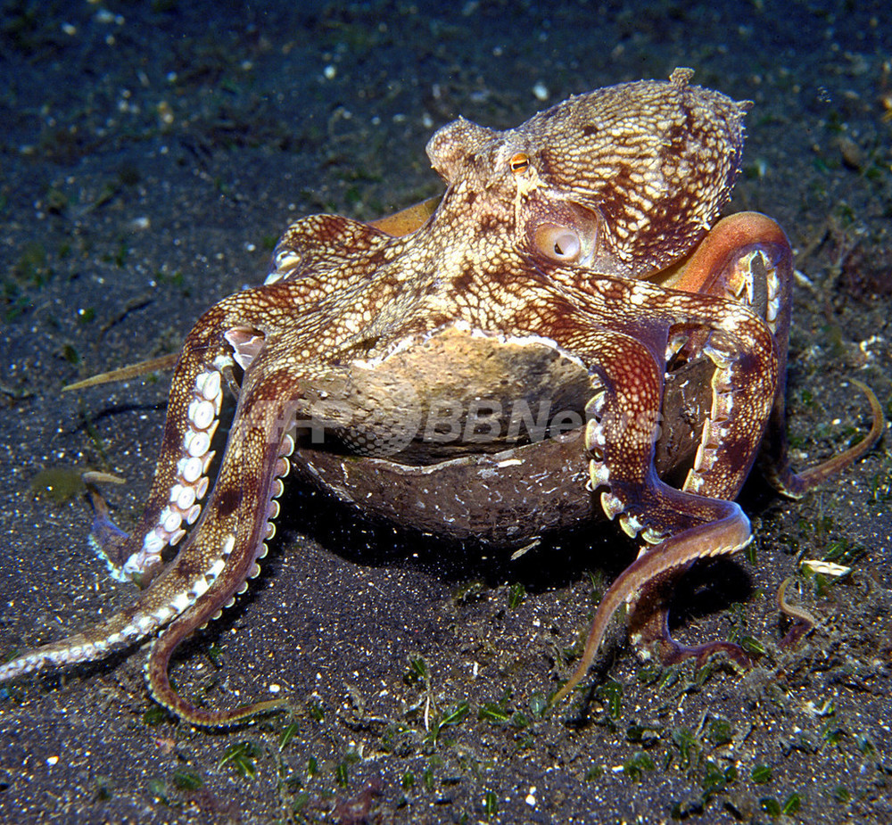 道具を使うタコ ココナツの殻を よろい 代わりに 豪研究チーム 写真5枚 国際ニュース Afpbb News