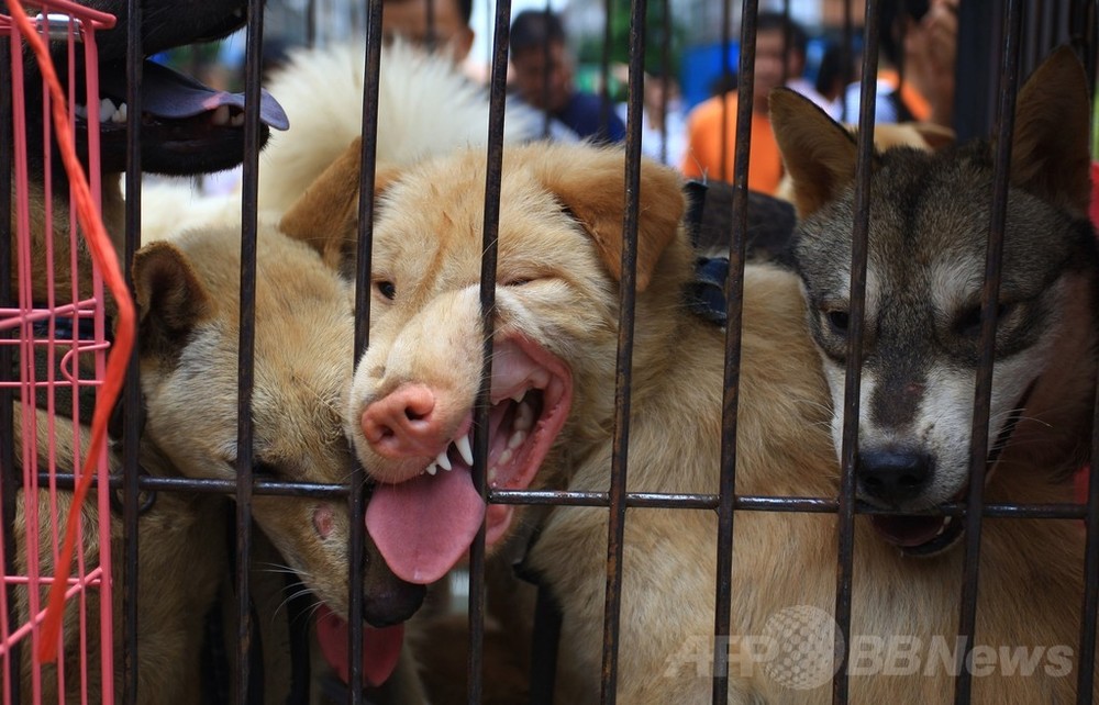 中国 犬肉祭 に抗議 地元住民反発で取引量増も 写真15枚 国際ニュース Afpbb News