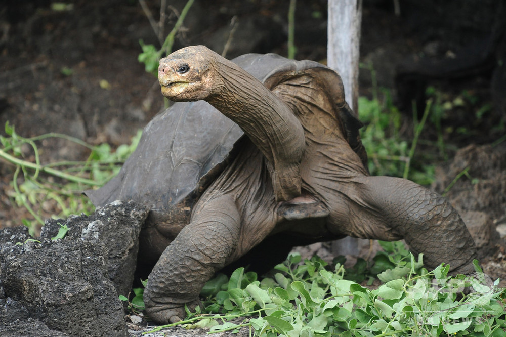 ガラパゴス探索 絶滅種と 強い遺伝子的つながり 持つカメ発見 写真3枚 国際ニュース Afpbb News