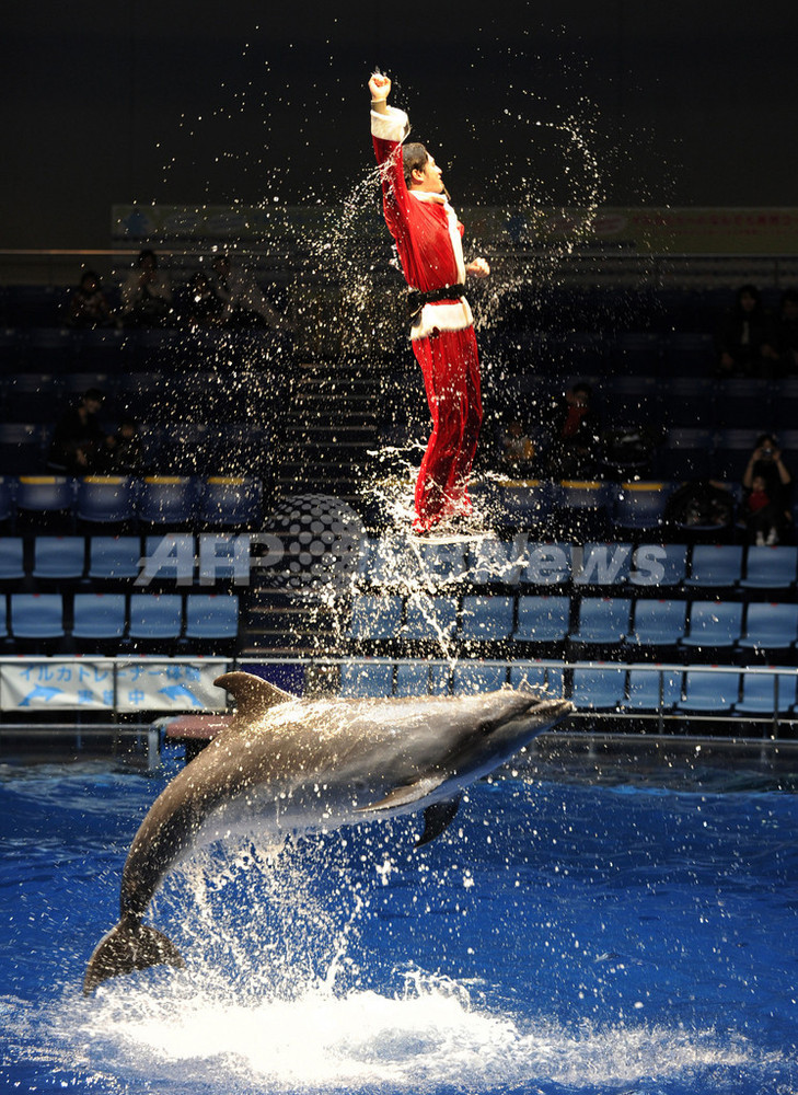 サンタとイルカが豪快ジャンプ、品川アクアスタジアム 写真4枚 国際