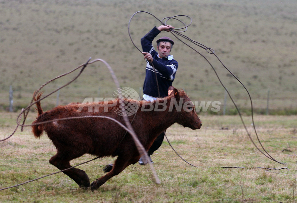 ウルグアイで牛の焼き印の伝統行事 写真11枚 国際ニュース Afpbb News