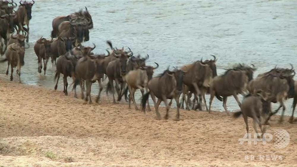 動画 ヌーの大群 タンザニアからケニアへの大移動 写真1枚 国際ニュース Afpbb News