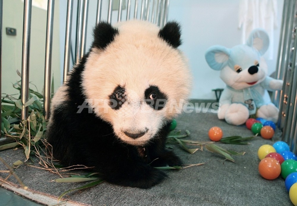 北京動物園、五輪に向けてパンダの展示施設を拡充へ 写真1枚 国際ニュース：AFPBB News