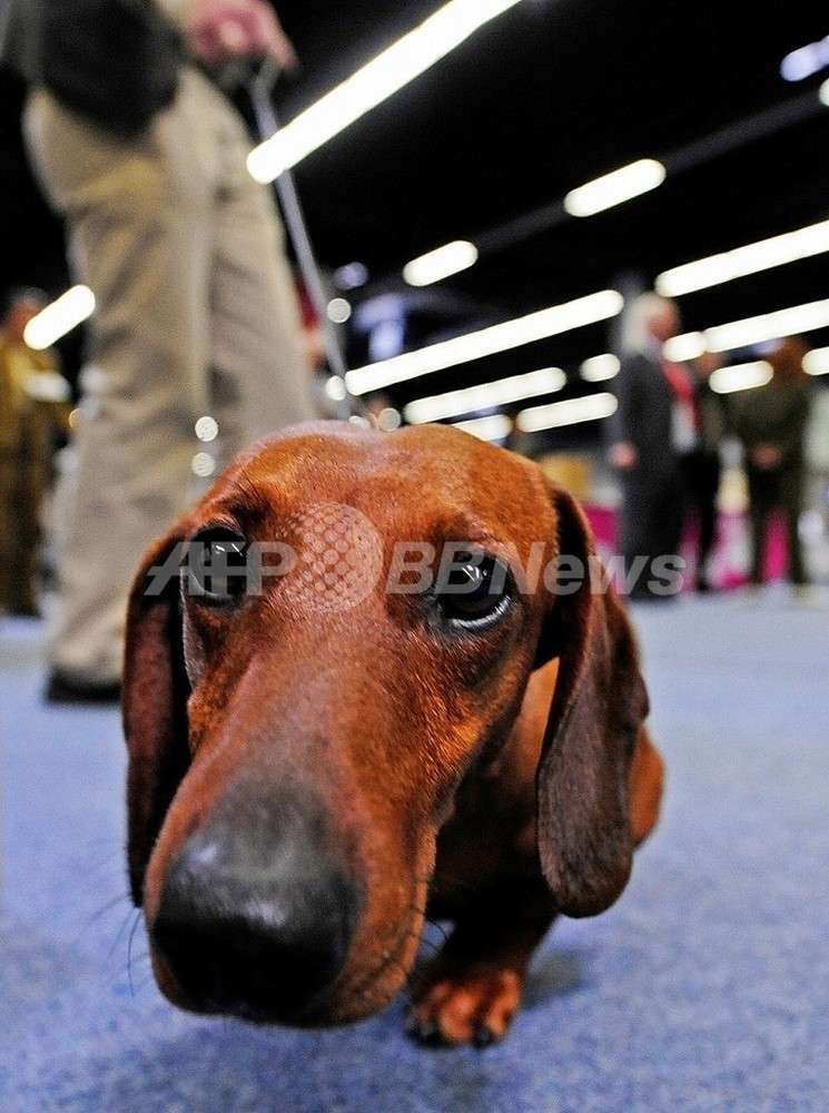 ダックスフントはなぜ短足 英米研究チームが謎を解明 写真1枚 国際ニュース Afpbb News