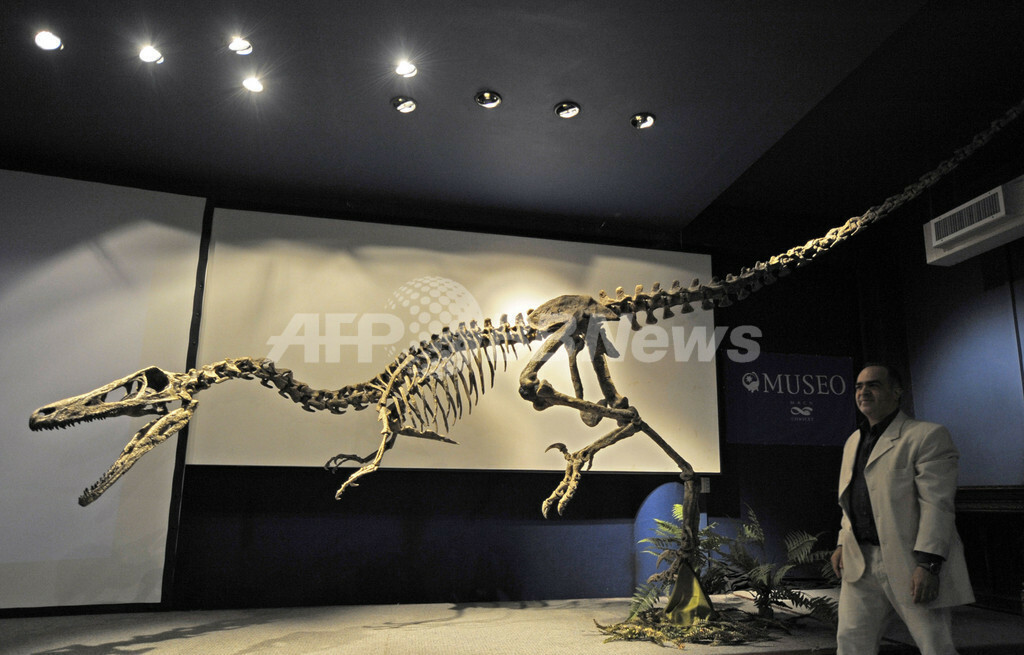 アルゼンチンで最大級の肉食恐竜の化石公開 写真8枚