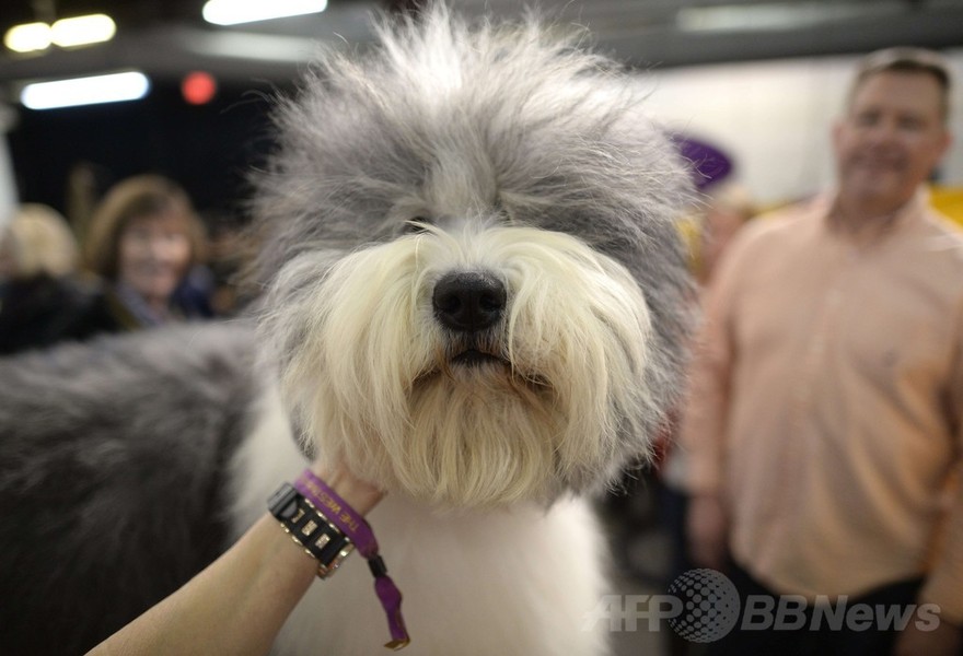 「美犬」大集合、ウエストミンスター・ケンネル・クラブ・ドッグショー
