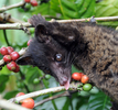 インドネシア・バリ（Bali）島のコーヒー農園でコーヒーの実を食べるジャコウネコ（2011年2月7日撮影）。(c)AFP/Sonny TUMBELAKA