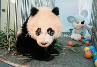 北京動物園、五輪に向けてパンダの展示施設を拡充へ 写真1枚 国際