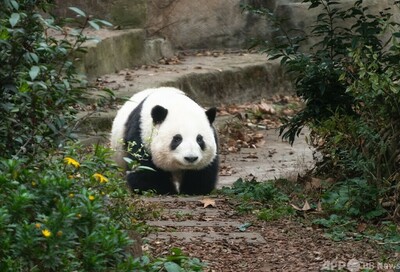 パンダのファーファーが成都文旅名誉局長に就任 中国四川省 写真1枚