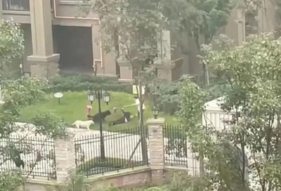 中国で2歳児が犬にかまれ重傷、各地で管理強化 思わぬ余波も