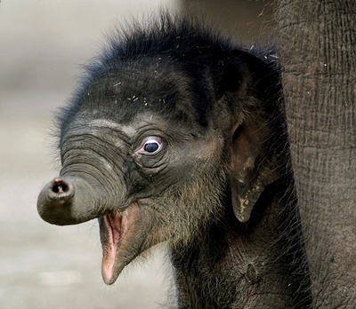 ゾウと柱の間に挟まれ飼育員が大けが、豪シドニーの動物園