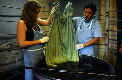 仏南西部の「青い金」、復活した染料「大青」 薬効も