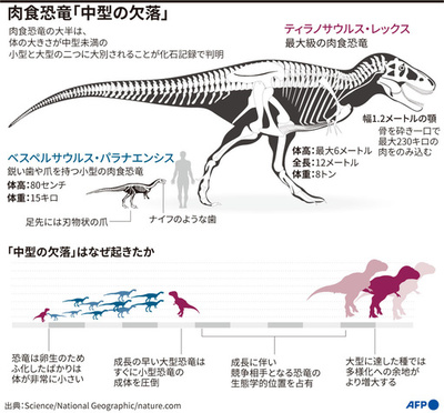 T・レックスの未成体、中型肉食恐竜を生存競争で排除か 米研究