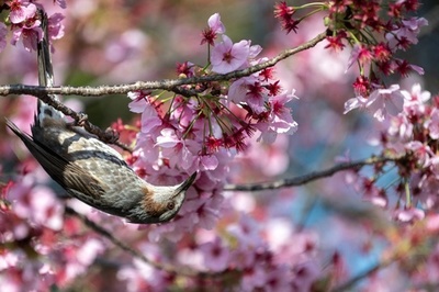 都内で桜が見ごろ 平年より2週間ほど早い開花