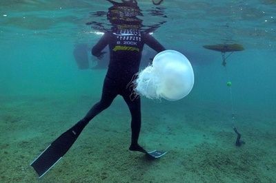 クラゲの一種、地中海生態系の脅威に レバノン