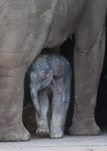 生後1日でもう100キロ、ゾウの赤ちゃん