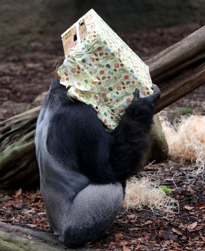 中身が気になる？動物たちにクリスマスプレゼント ドイツ