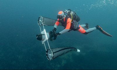 サンゴ礁に迫る消滅の危機、伊豆諸島式根島に保全のカギ