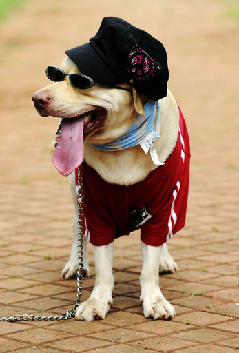 ヒンズー教の祭りで動物のファッションコンペ