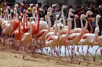 ソウルの動物園で動物たちがダイエット作戦