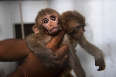 証拠品の赤ちゃんサル脱走、法廷が大混乱に パキスタン