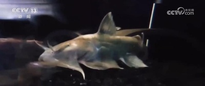 瀾滄江唯一の肉食性怪魚 約50年ぶり発見 中国