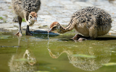 気持ちよさそうに水浴びする動物たち、ベルリン