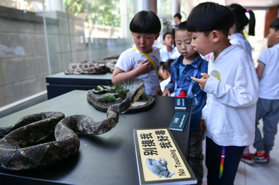ペットの毒ヘビにかまれ陝西省の女性が昏睡状態に インターネットで購入