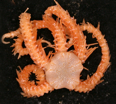 タスマニア島沖で、新種の海洋生物274種類を発見