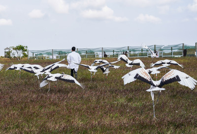 沿岸湿地の野生動物を守る 中国・江蘇省