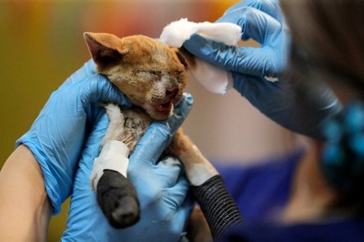 チリ森林火災で動物もやけど