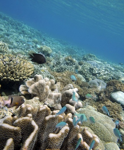 藻場の減少、サンゴと人の健康脅かす 研究