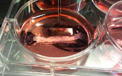 世界初、培養肉の料理本発表 恐竜脚のローストなどレシピ多数