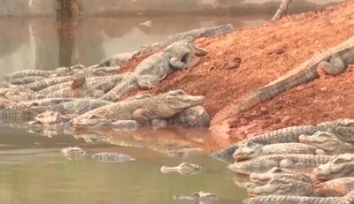 数千匹の揚子江ワニ 温室から屋外に引っ越し 中国