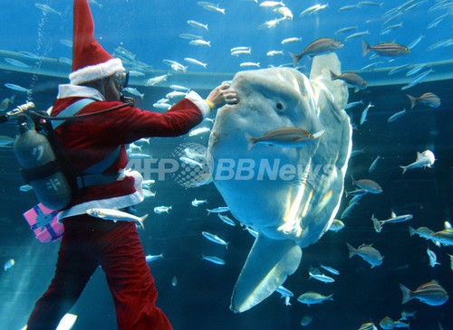 水族館に早くもクリスマス到来 横浜 八景島シーパラダイス 写真9枚 ファッション ニュースならmode Press Powered By Afpbb News