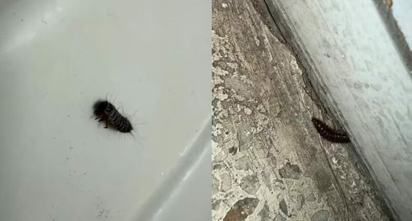 ユーチューブの投稿画面キャプチャ(c)news1