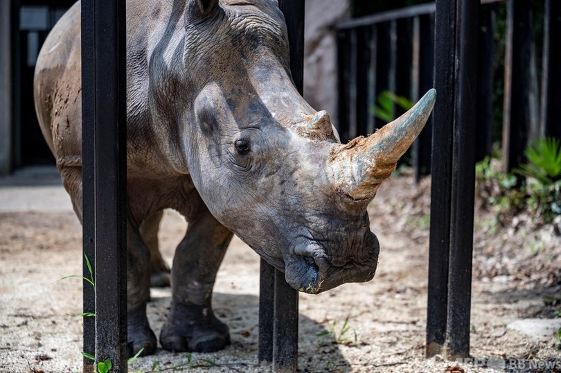 繁殖で対面の雄にびっくり 雌のサイ溺れ死ぬ オランダ 写真1枚 国際ニュース Afpbb News