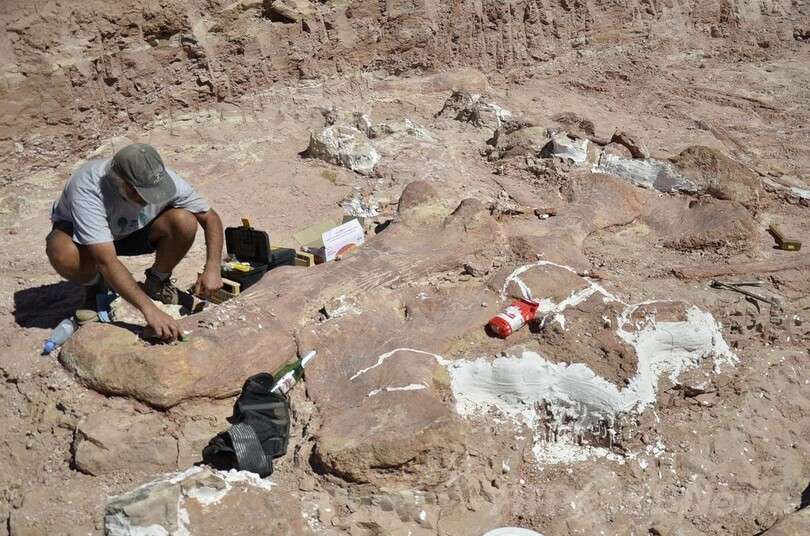 世界最大級の恐竜化石を発見、体重はゾウ14頭分 アルゼンチン