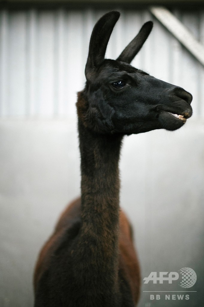 ラマ、コロナ治療の鍵握る ベルギー