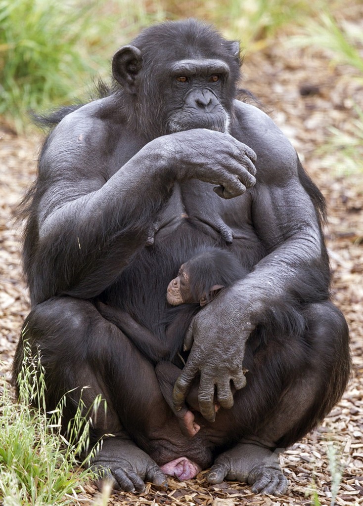 臨月のチンパンジーが 孤児 を 養子 に 豪動物園 写真3枚 国際ニュース Afpbb News
