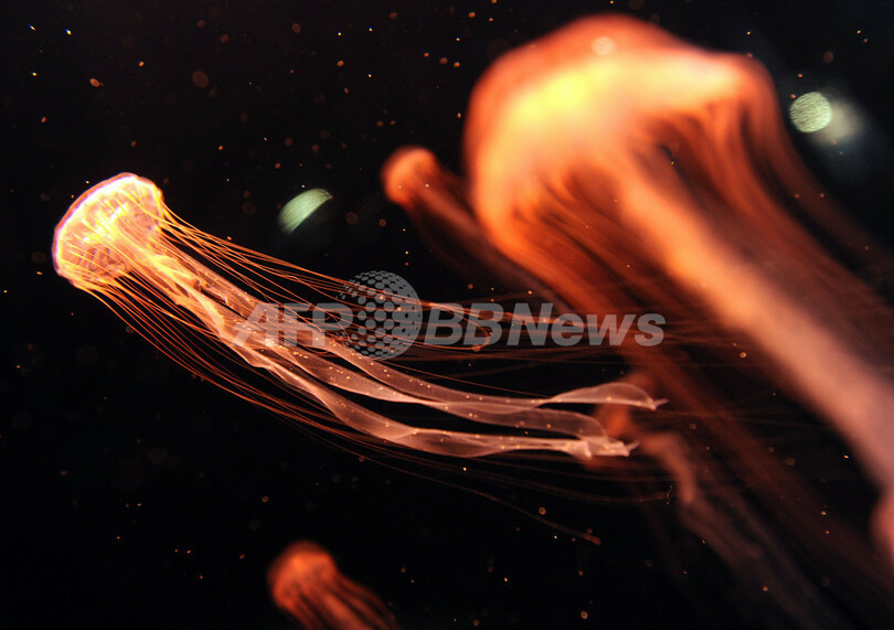 美しい海の生き物たち、米LA