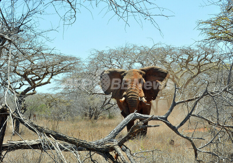 ケニアのゾウ個体数、密猟横行でも増加